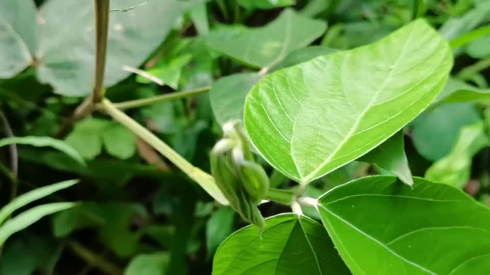 這種植物叫大葉千斤拔,是一種野生中草藥材,來認識一下吧