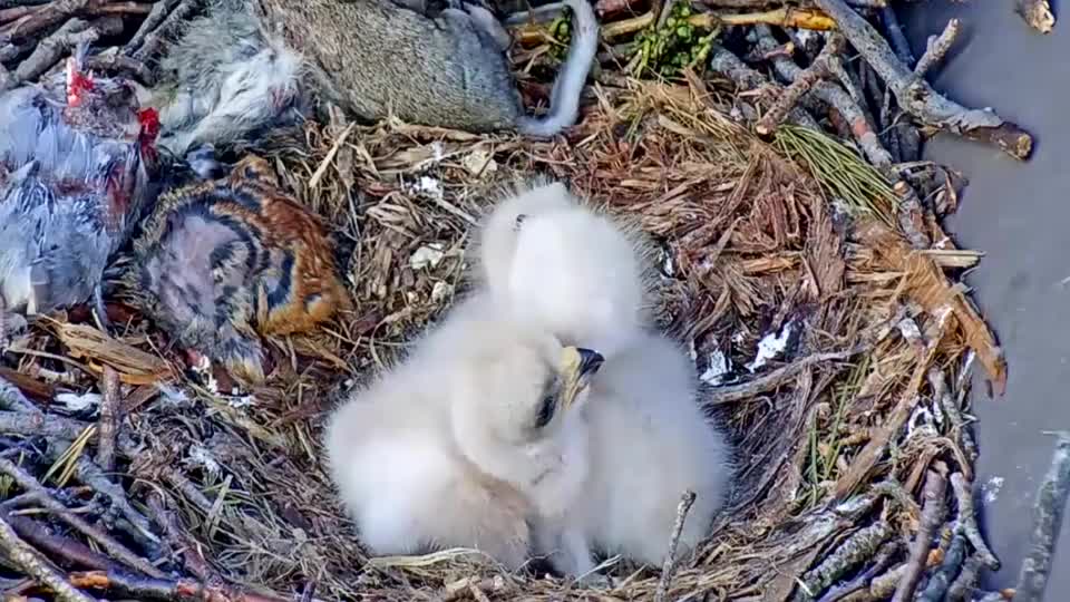 金雕育雏:三只雏鹰同巢,吃顿肉可不容易