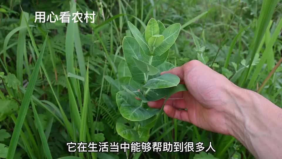 合掌消野草不多见俗称神仙对坐草一起来认识与了解下