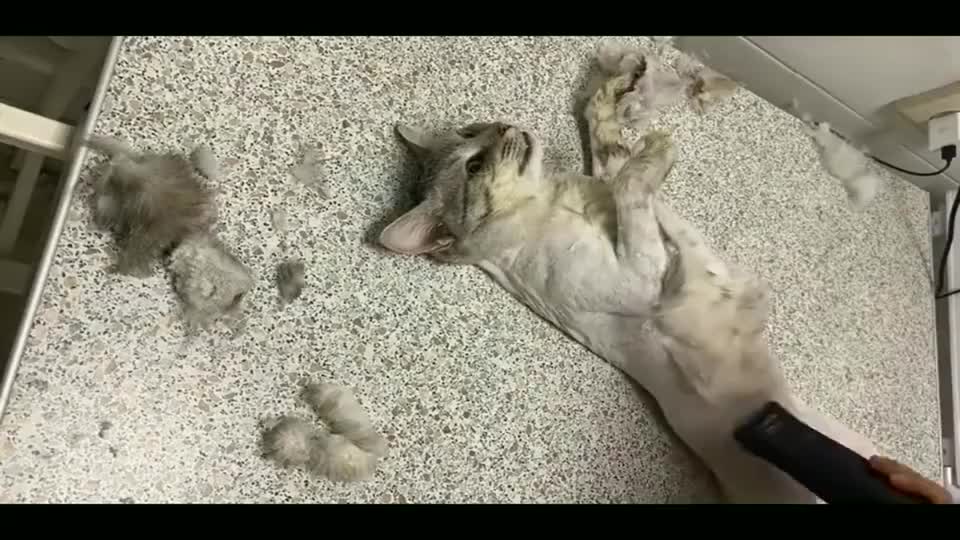 猫:我的皮大衣就这样没了!