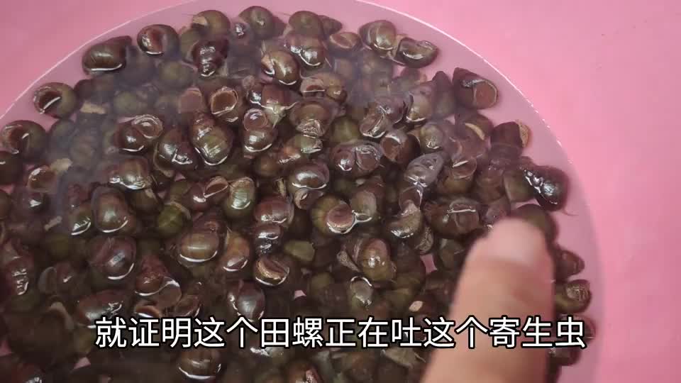 寄生虫你见过吗,把田螺倒入60度白酒中,看见这寄生虫真是后怕