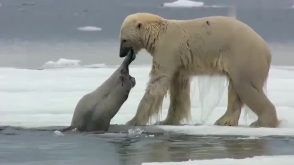 北极熊于冰天雪地中捕食海豹,动物的生活也不容易啊!