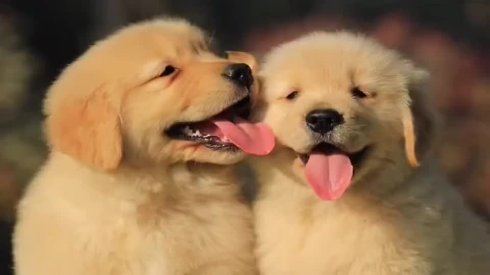 哈哈哈,两只金毛小奶狗在撒狗粮!