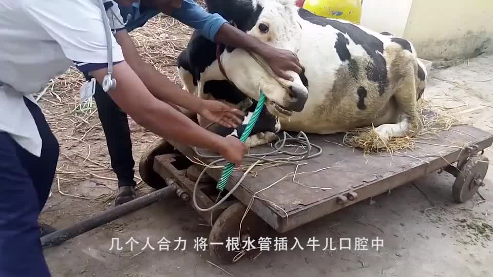 为了给牛儿治疗腹胀,主人直接给牛儿插管,场面看起来不忍直视