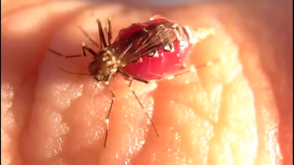 科学家给蚊子腹部开了个小口蚊子一边吸血一边漏心态崩了