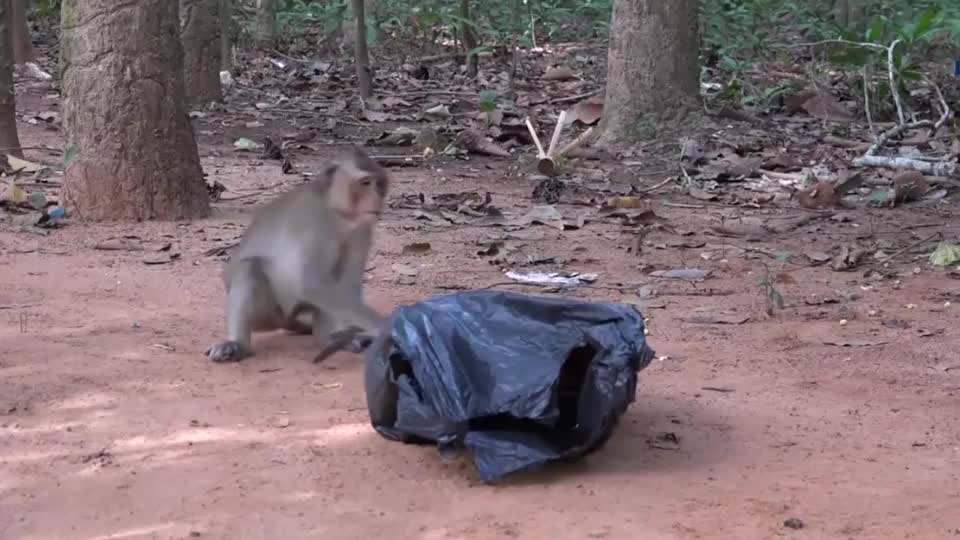 猴子发现一个会动的“塑料袋”，好奇得上前，结果吓一激灵