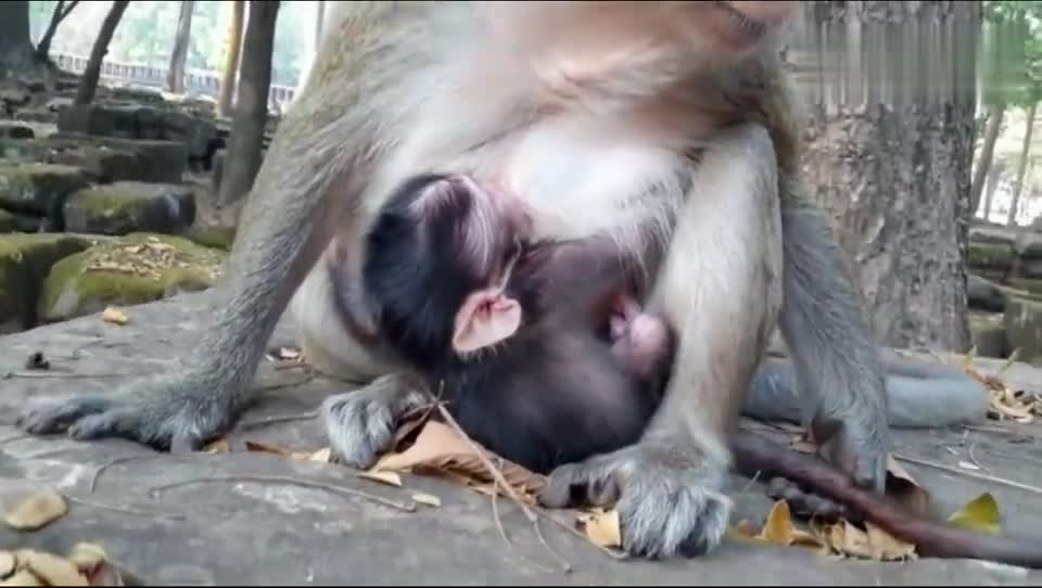 母猴子带娃口渴了还有矿泉水喝真好