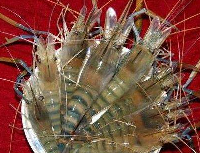 它在湄公河泛滥成灾当地人想让中国吃货帮忙国人帮不了