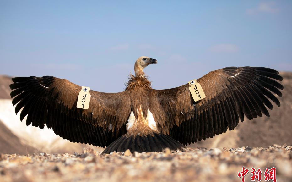 以色列推出保护濒危鸟类国家项目用标签追踪秃鹫数量