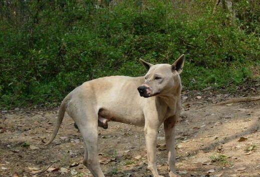 中华两大名猎,湖北箭毛猎犬和川东猎犬,现已处在灭绝的边缘