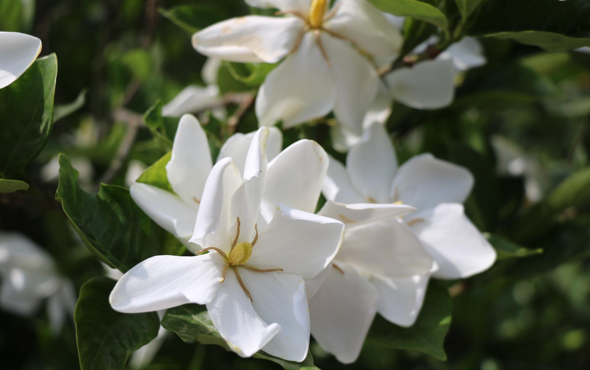 此花被视为吉祥如意,香味迷人且不厚重,寓意高雅纯洁的友谊|栀子花|香