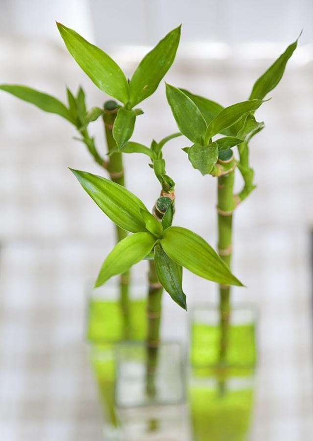 水养富贵竹只要注意到这3点养多少活多少长势茂盛