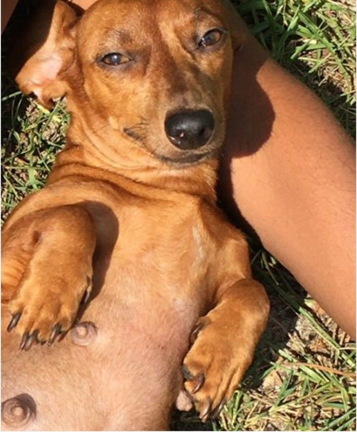 男子和怀孕的母狗拍孕妇照网友评论辣眼睛了