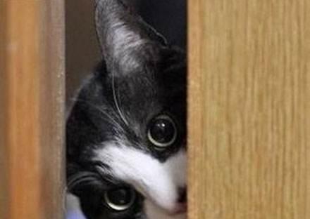 都经历过这样的事情:你在卫生间里面洗澡,你家猫总要躲在门后偷偷地