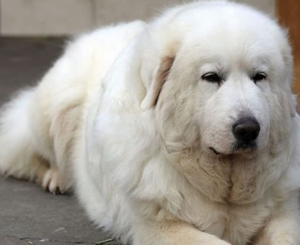 大白熊犬是当今世界最忠诚最具威严气质的犬