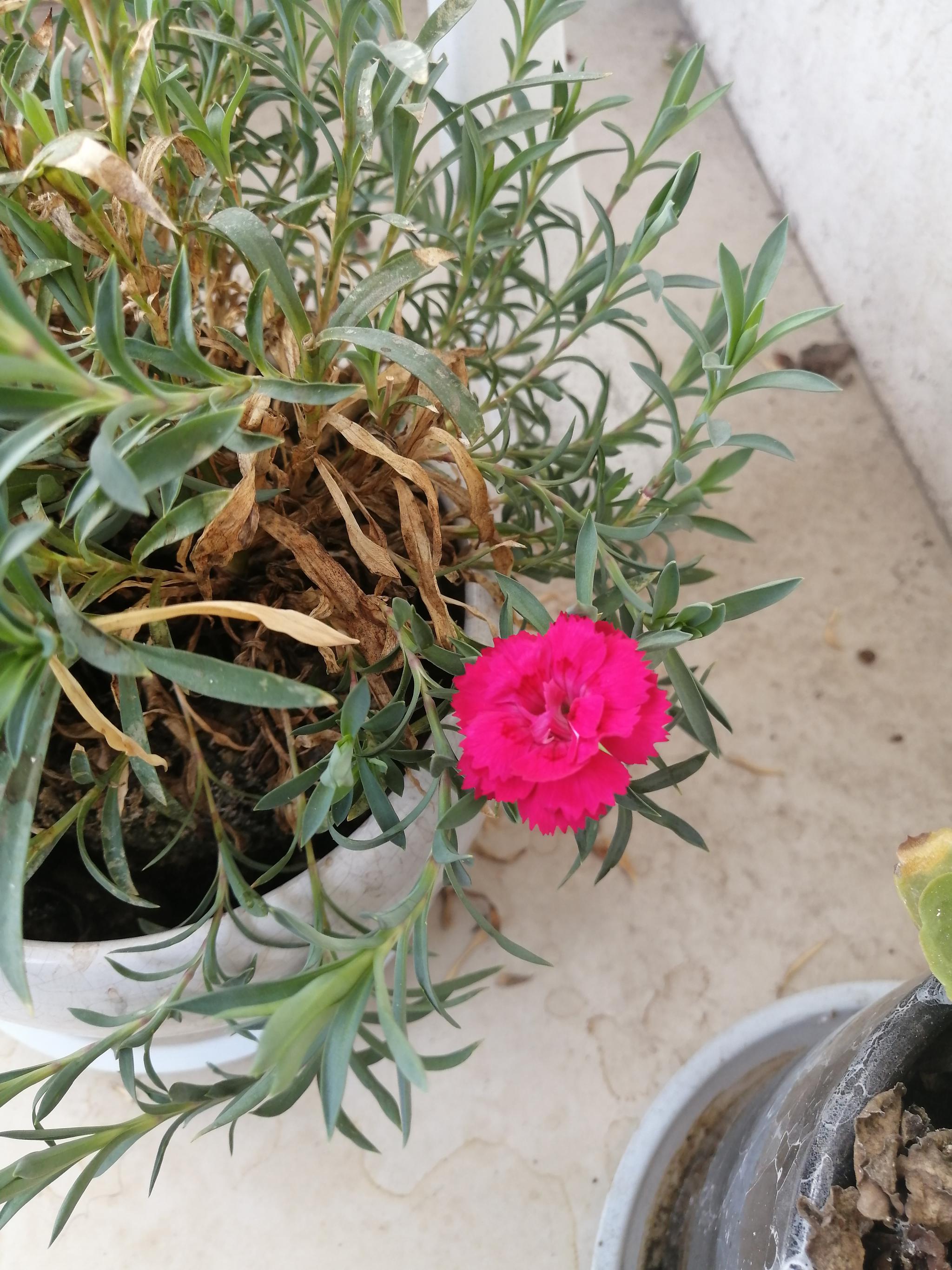 如何使石竹多开花