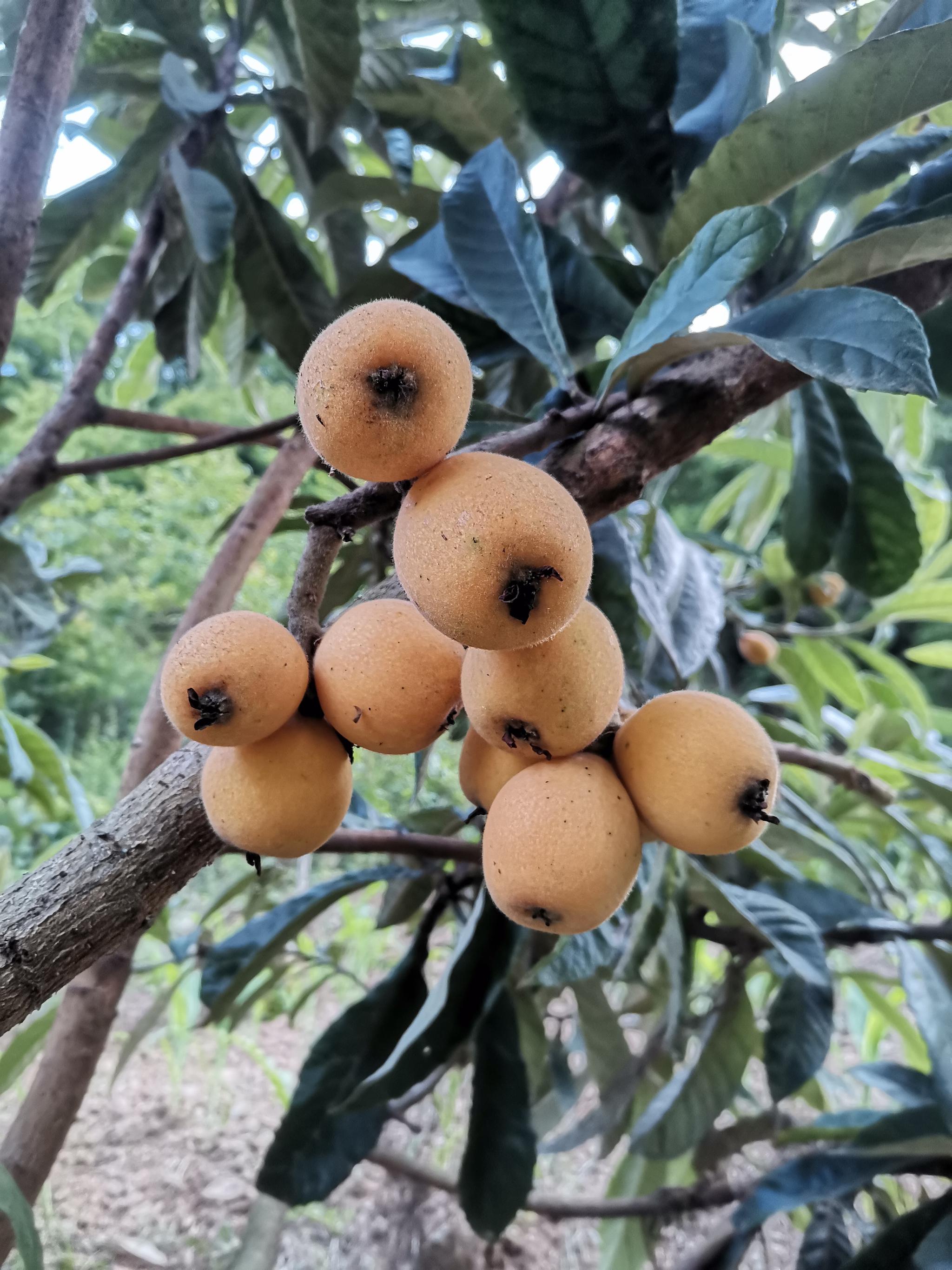 陕南安康南水北调水源地的枇杷熟了
