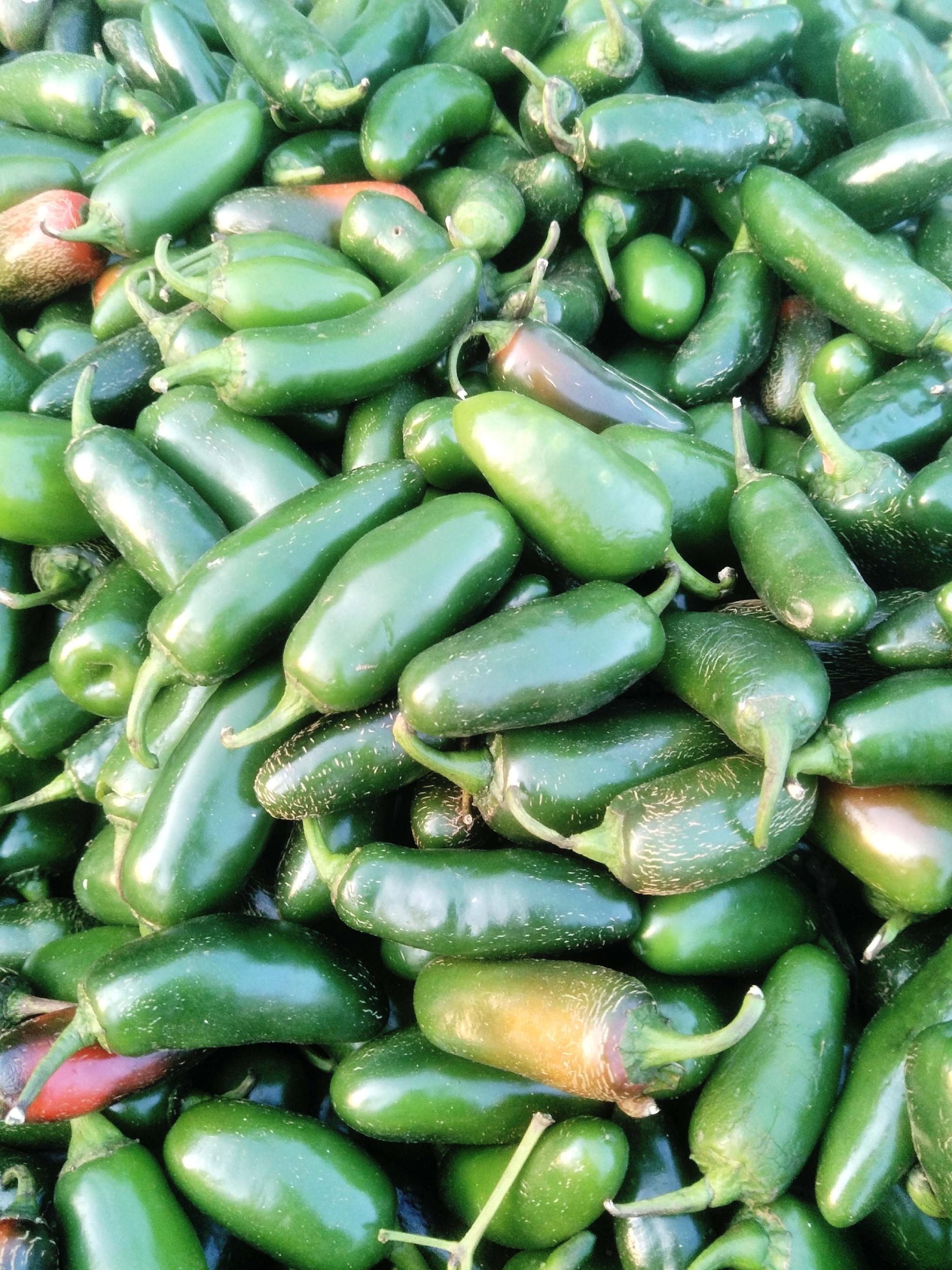 油椒,原创拍摄|油椒|原创|拍摄_新浪新闻