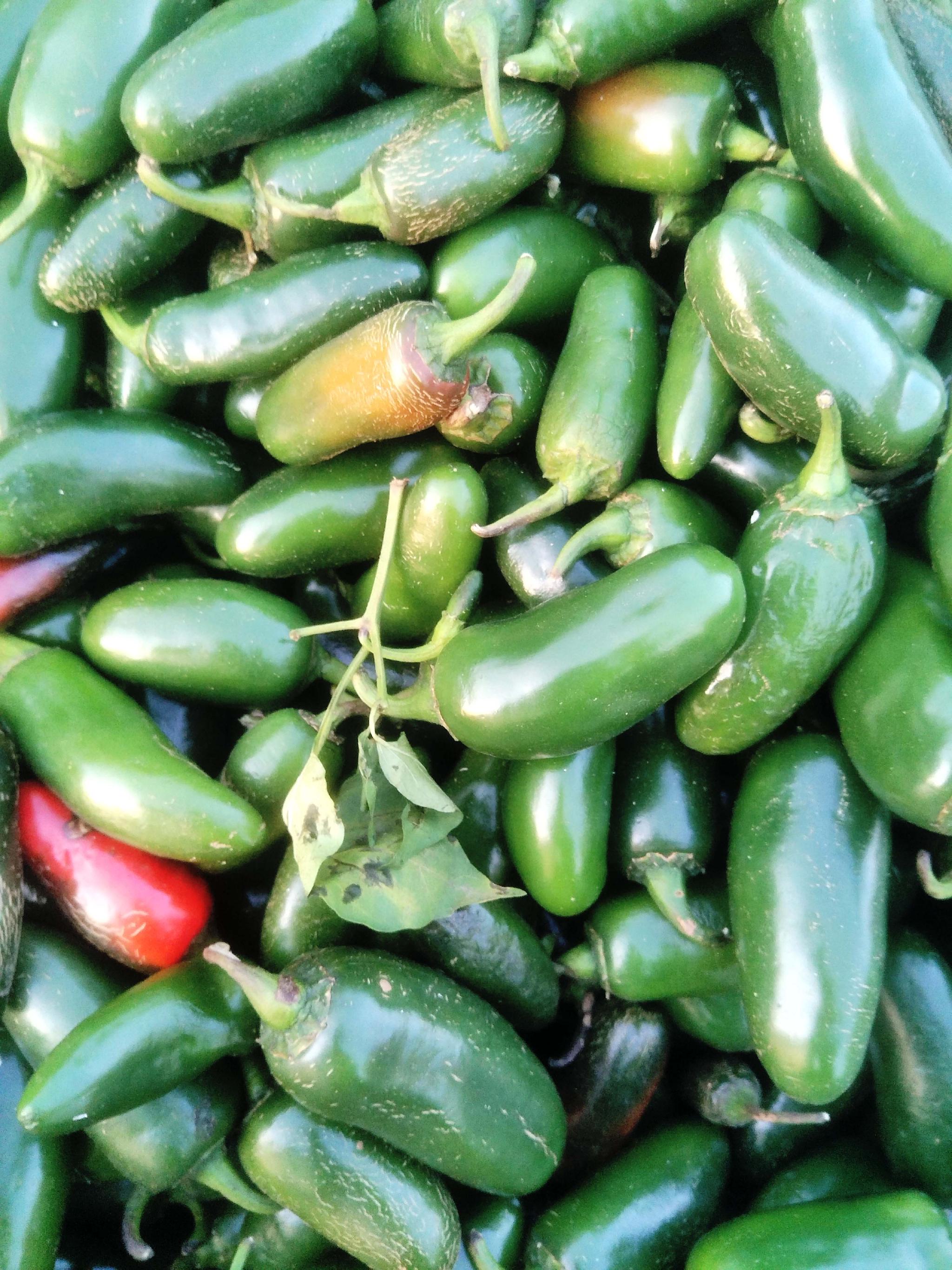 油椒,原创拍摄|油椒|原创|拍摄_新浪新闻