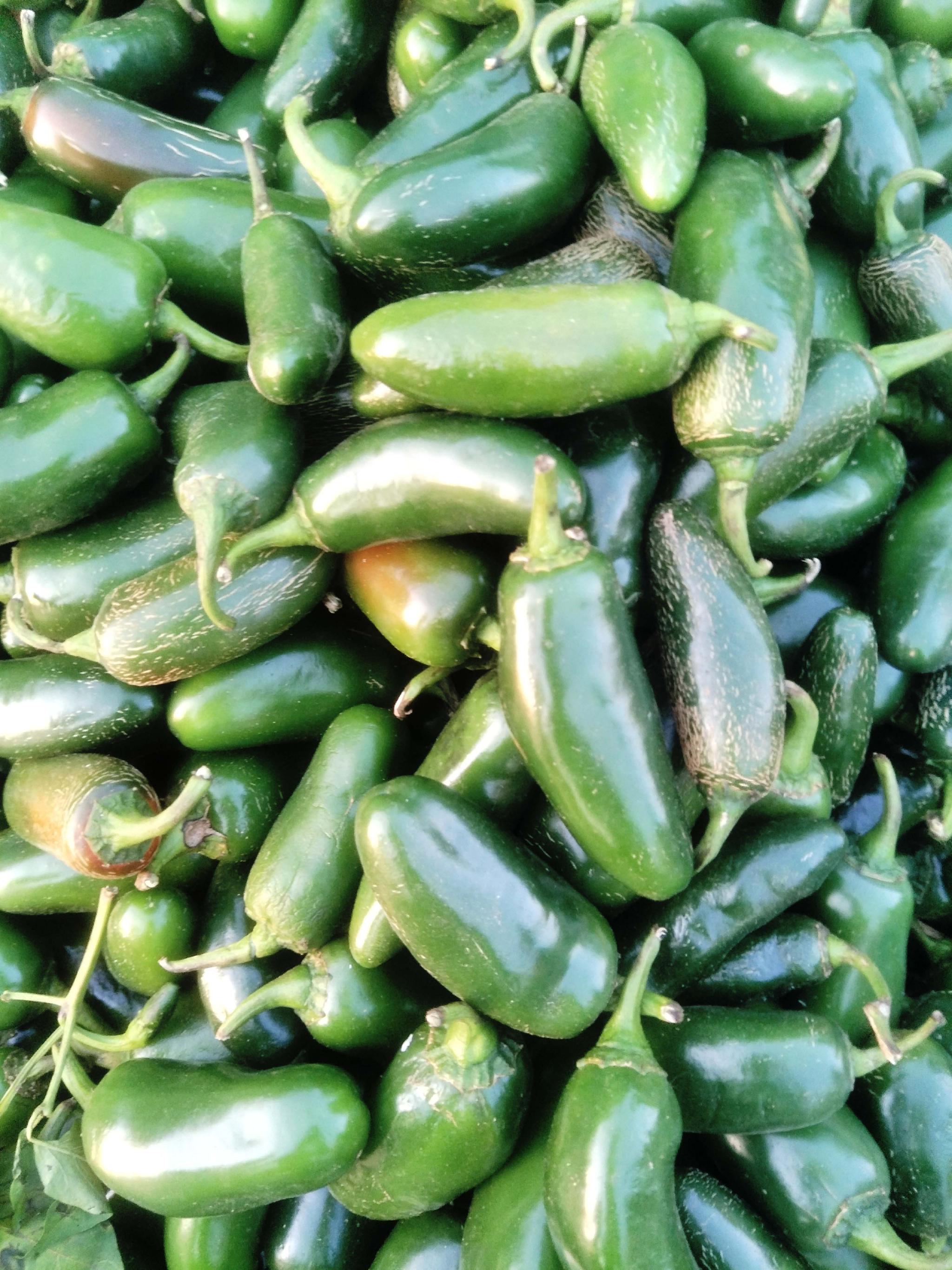 油椒,原创拍摄|油椒|原创|拍摄_新浪新闻