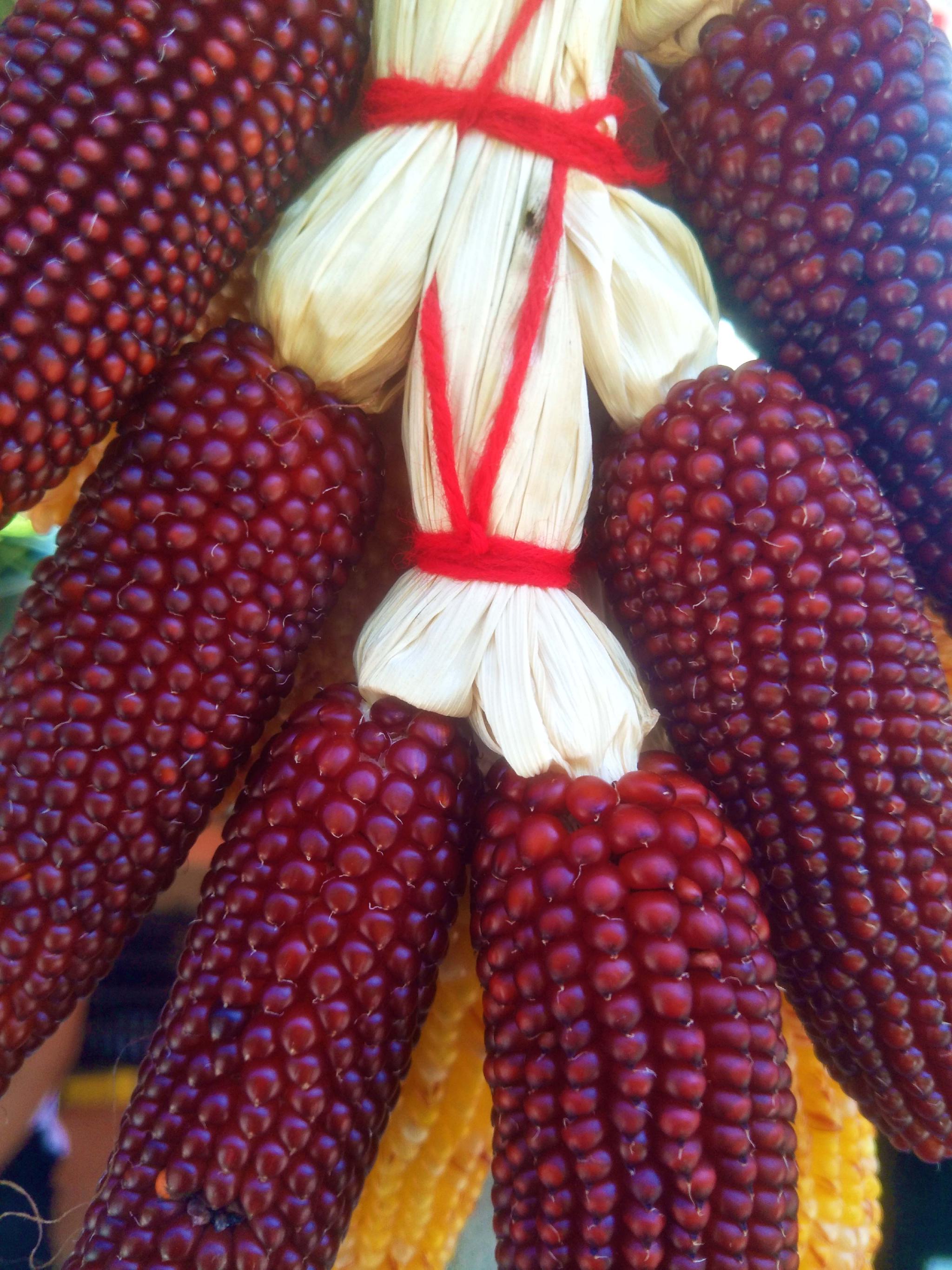 红玛瑙玉米原创拍摄