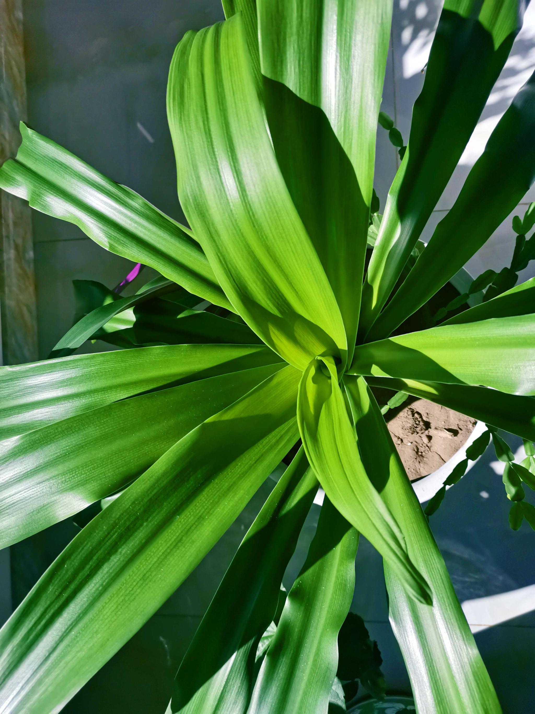 文殊兰大叶子原创拍摄