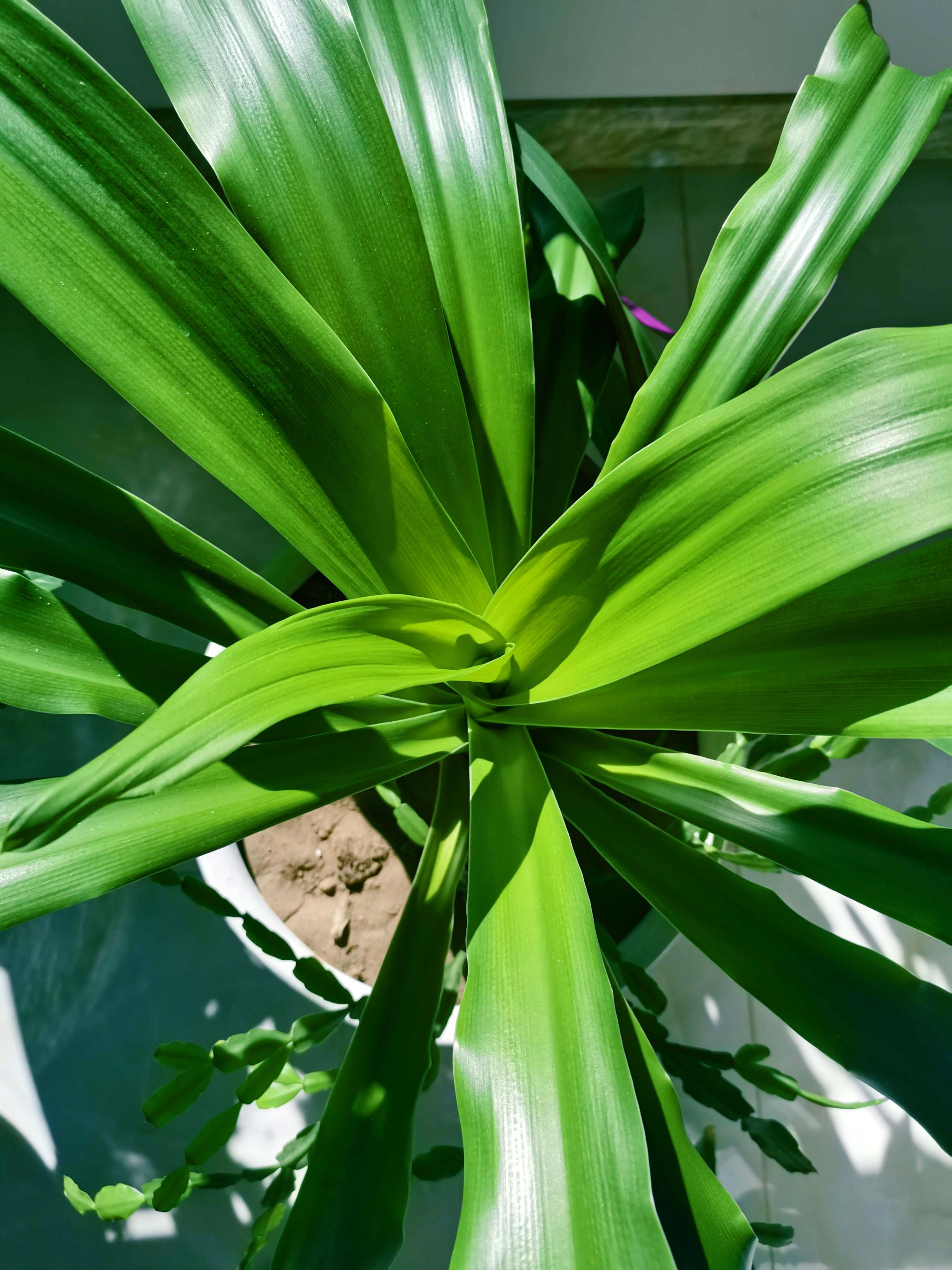 文殊兰大叶子原创拍摄