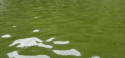 硅藻|溶解氧|绿藻_新浪新闻