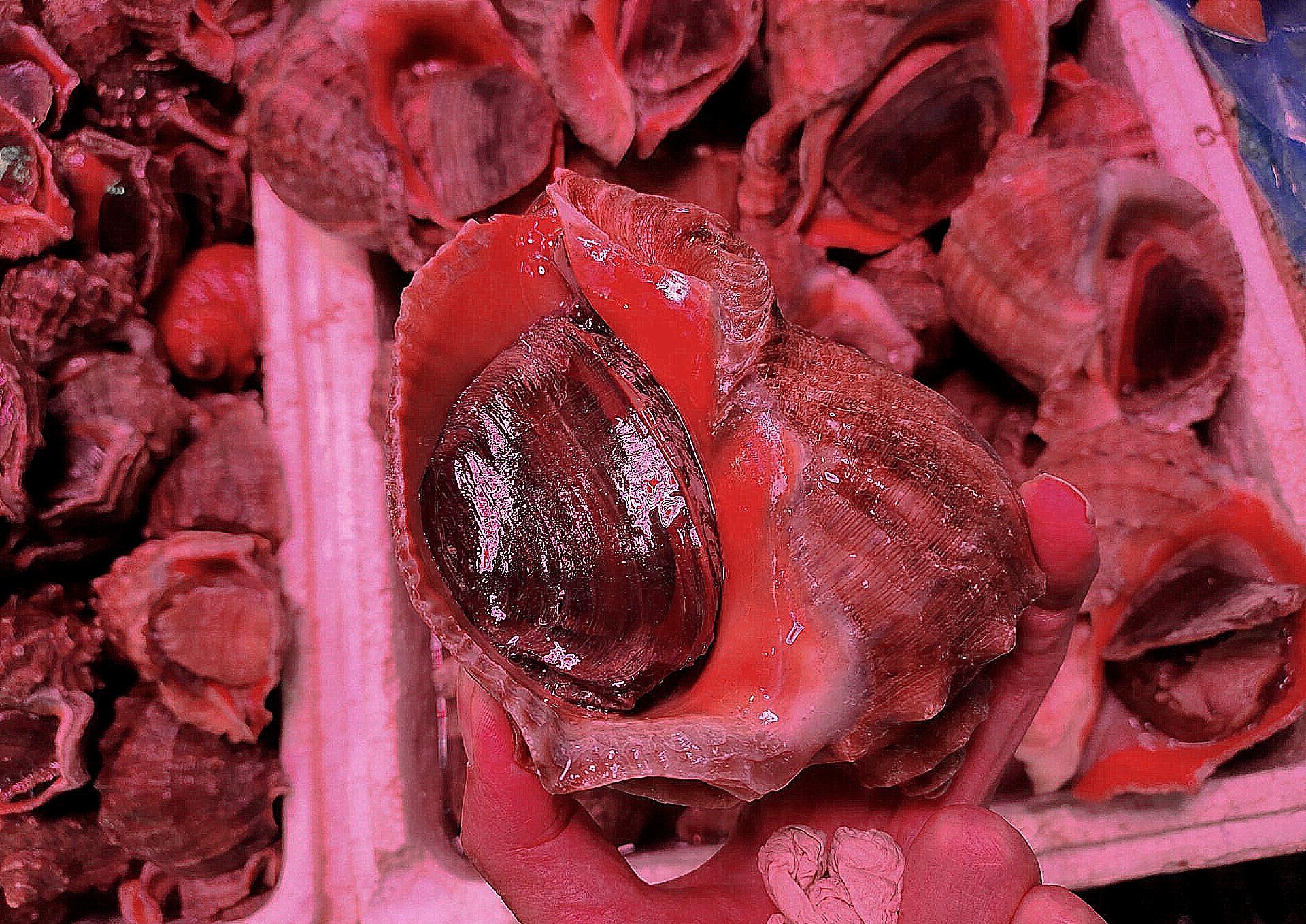 青岛海螺个头大,买一只回家,全家人就够吃了