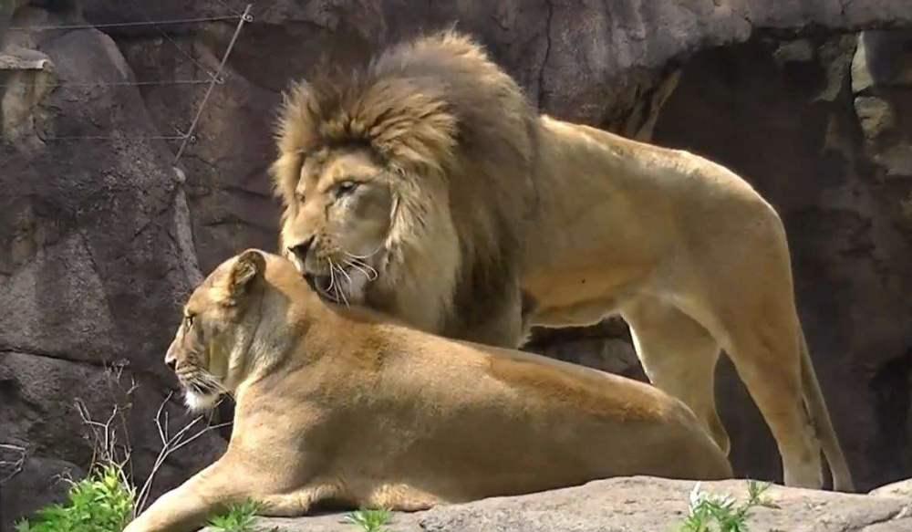 雄狮突然冲向母狮母狮痛得惨叫起来镜头拍下全过程