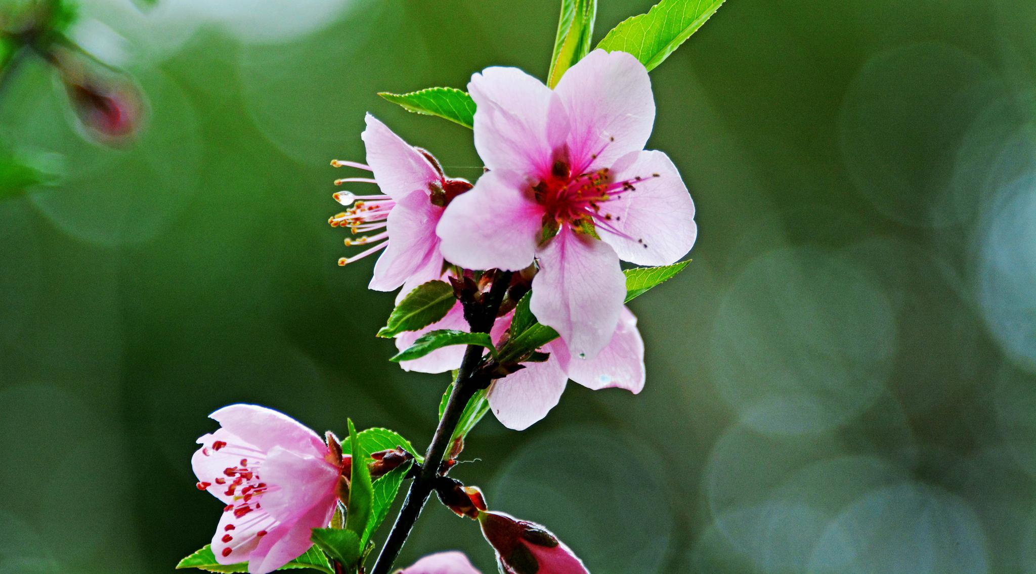 娇艳欲滴的春雨桃花