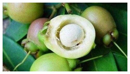 人称"铃铛果",只吃皮不吃肉,3月开花5月成熟,1斤卖18元