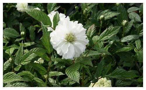 茶靡花盛开满树花,颜值高雅美极了,好养容易活