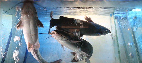 五角场新晋楼梯鱼火锅活鱼现涮烫着吃