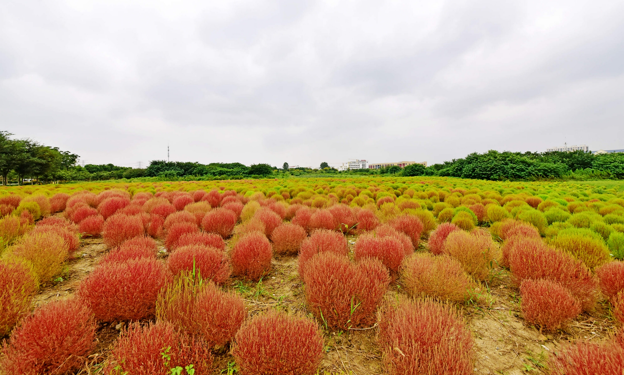 蓝天白云红地肤江苏无锡锡山区安镇街道