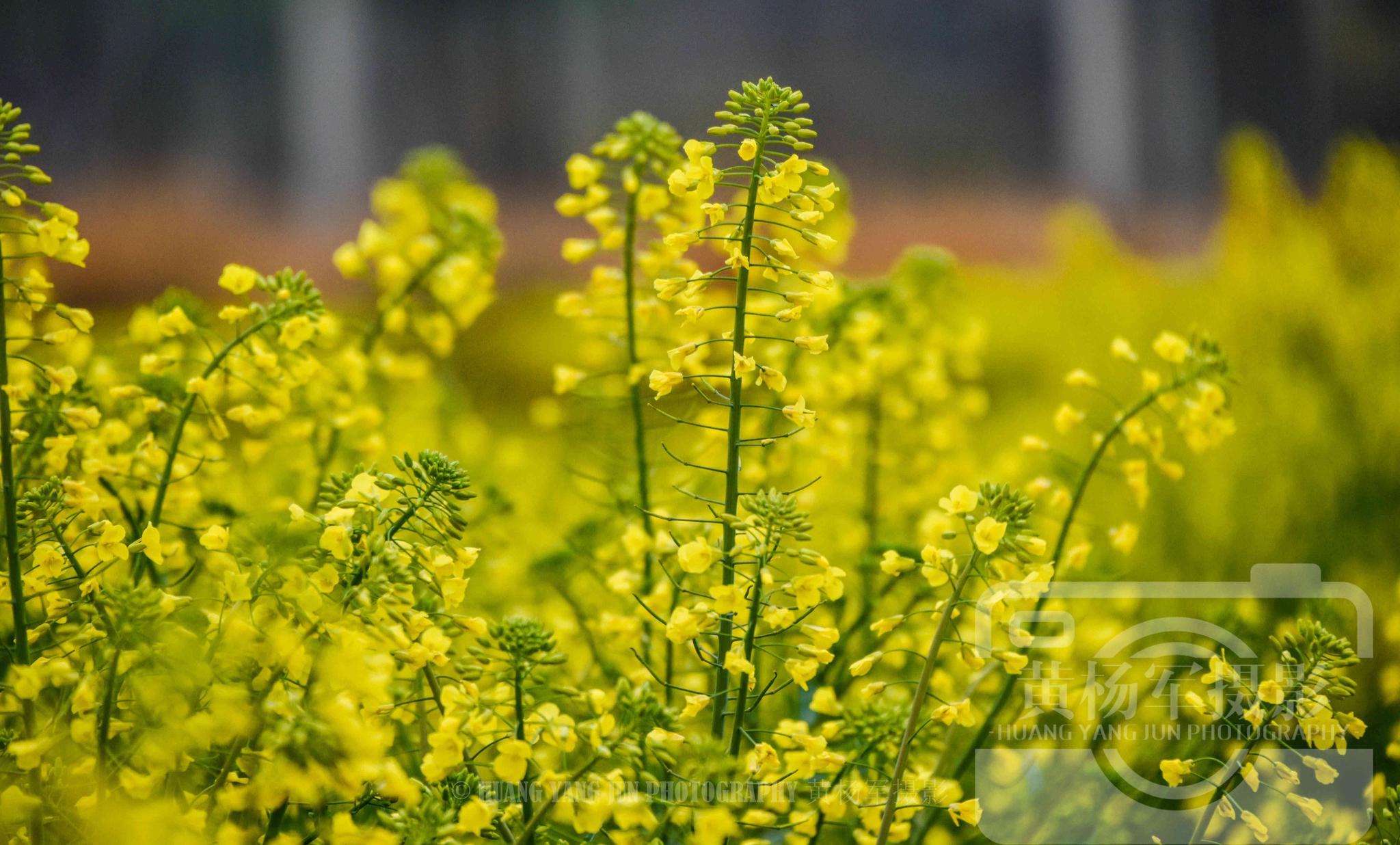 记忆中的故乡春色,赣州乡村田野美丽盛开的油菜花