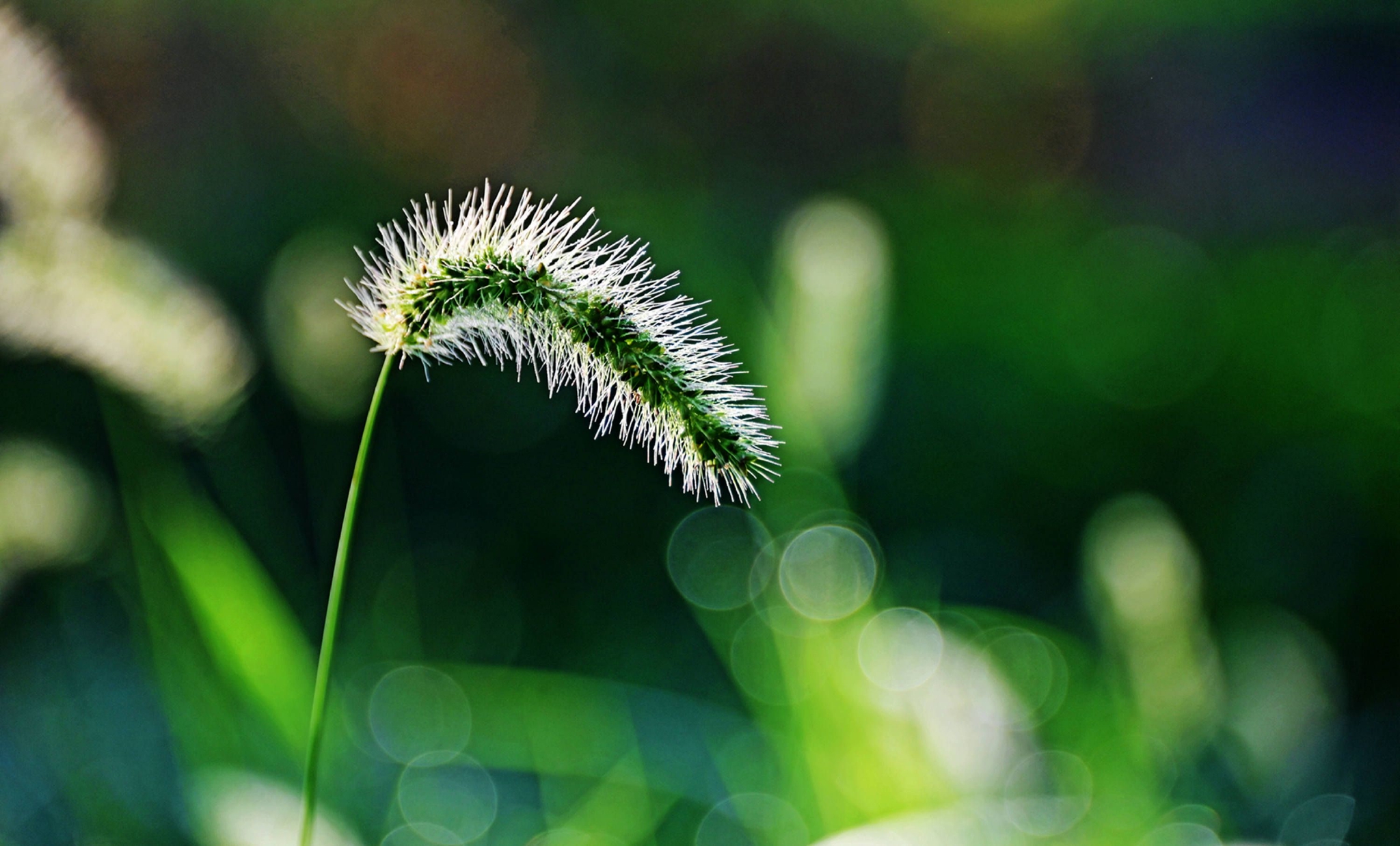夏日早晨房前屋后随手拍江苏省无锡市锡山区锡北镇斗山村