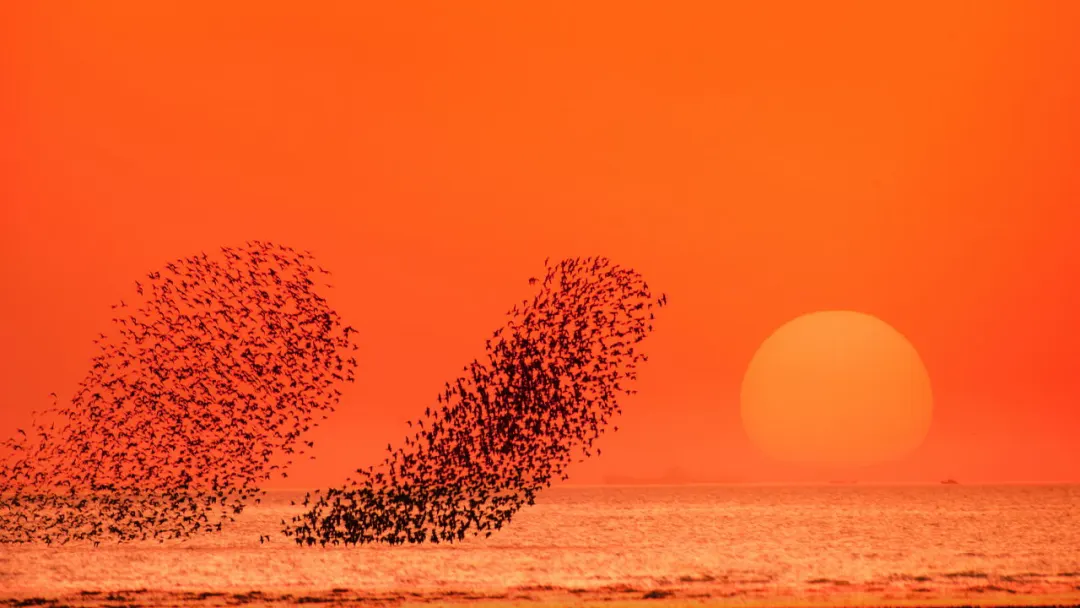 候鸟报春归鸟浪已如约来到营口大辽河入海口了