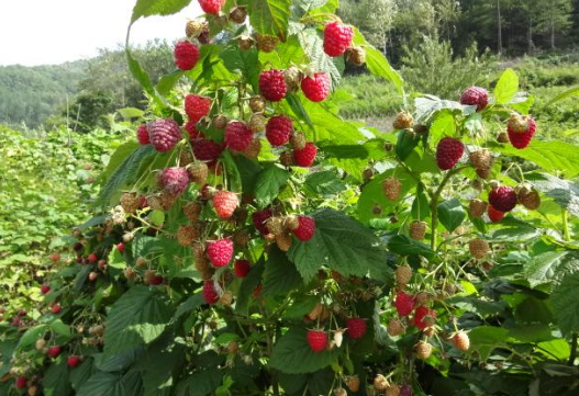 野外这种"果树"以前农民见了就砍掉,如今却难找到野生的