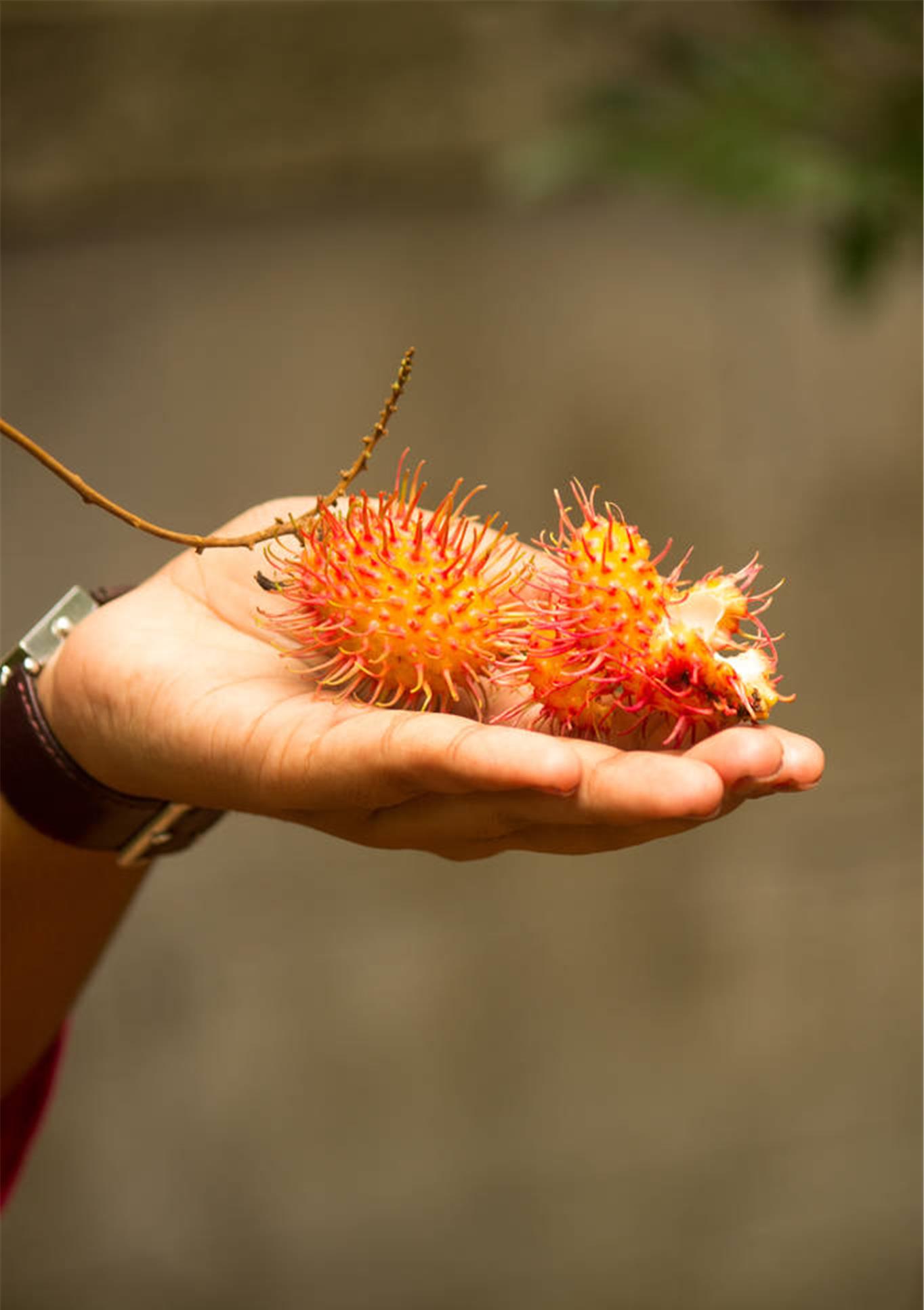 有的红毛丹的核的大小近似于芝麻