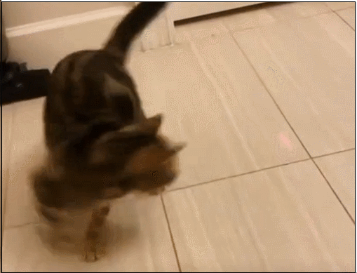 一个激光笔就让猫为之疯狂，残影都玩出来了，猫：脑子都给摇晕了