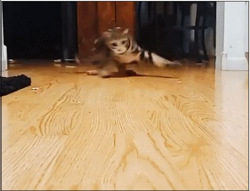 一个激光笔就让猫为之疯狂，残影都玩出来了，猫：脑子都给摇晕了