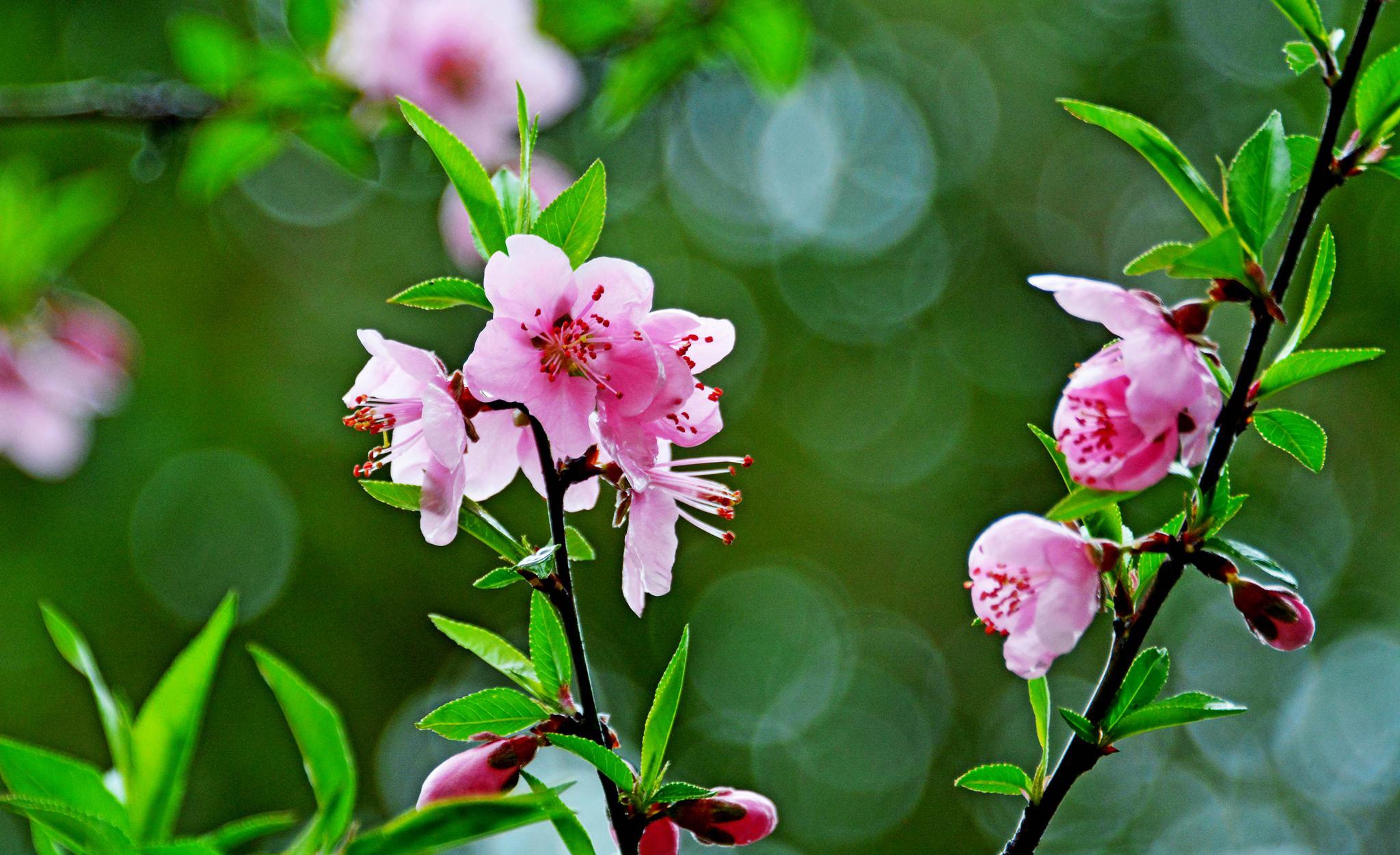 娇艳欲滴的春雨桃花
