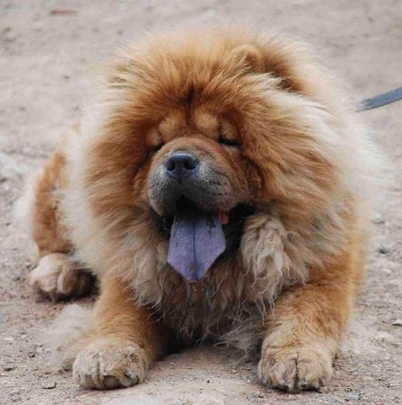 密直而长,色泽亮丽,质松如棉,蓬松柔软,尤其是头颈部位的被毛蓬松如