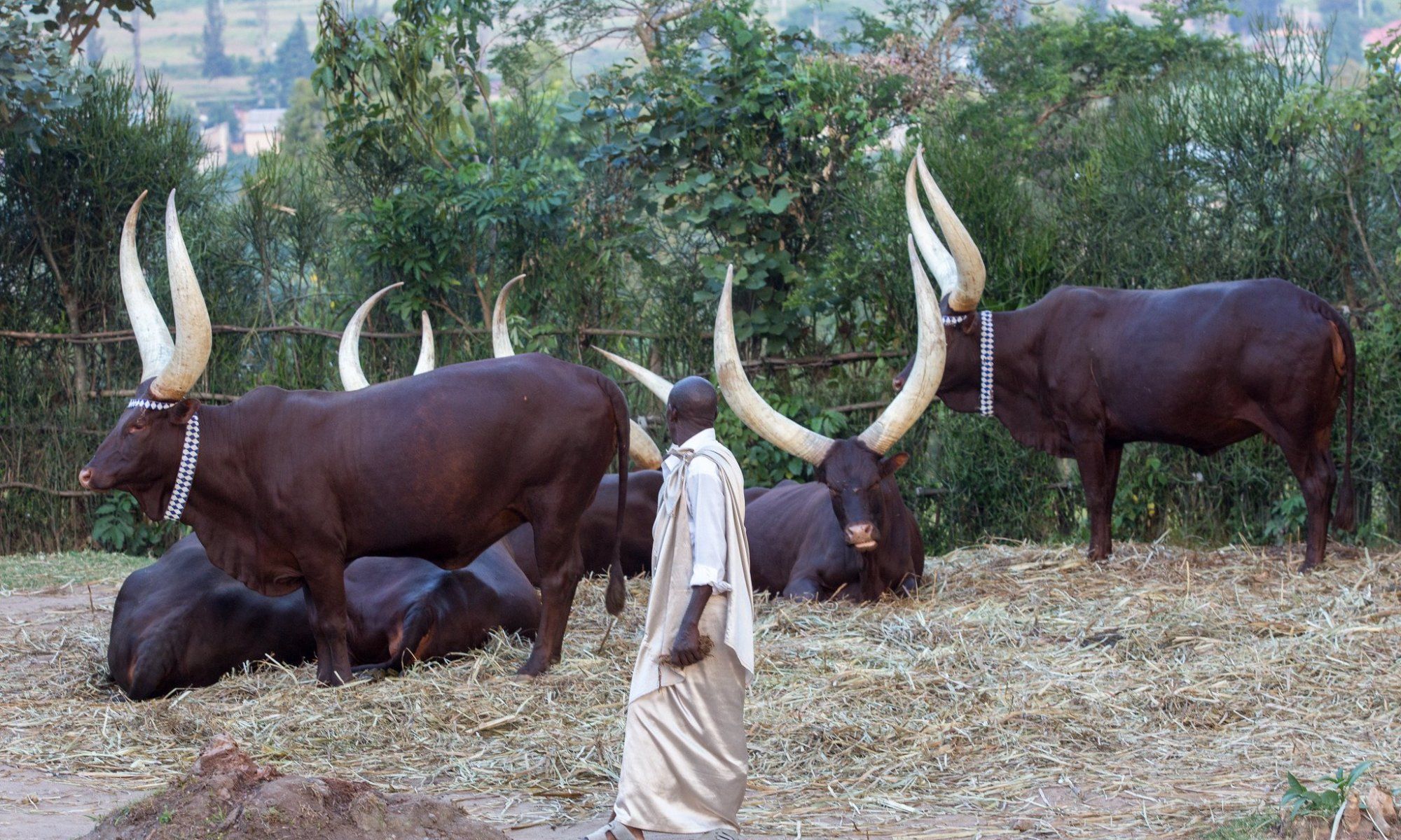 世界上角最大的5种动物 长这么大有什么用处