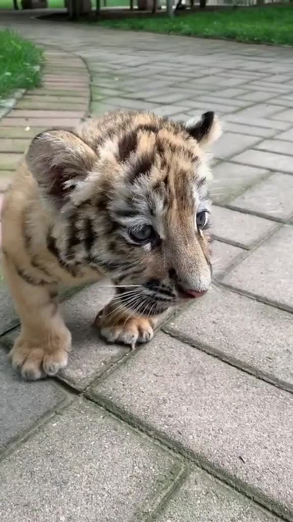 这是我见过最可爱的猫咪,虎头虎脑的真好玩