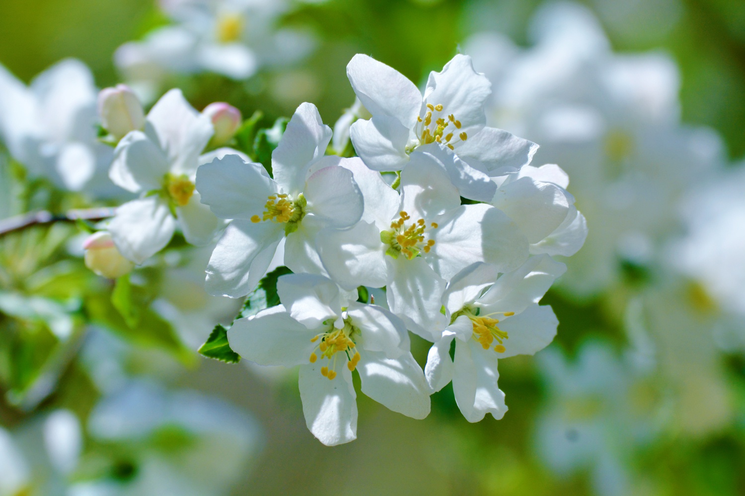 白色海棠花,原创拍摄