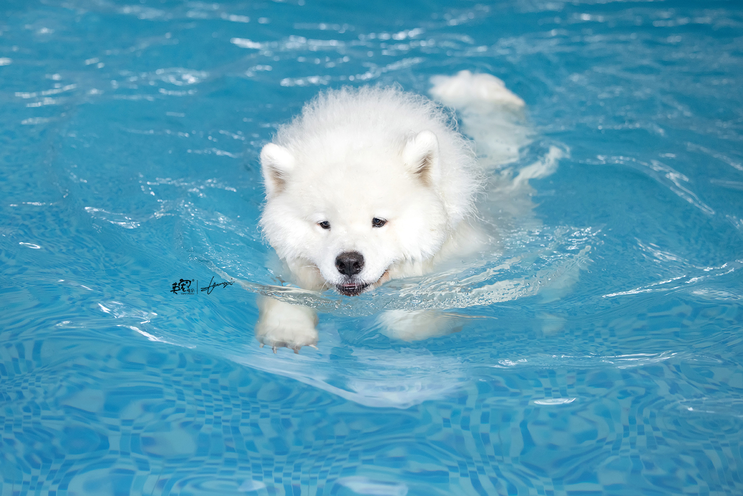 超多人都问过我,毛毛很多的狗狗在水里会不会变身