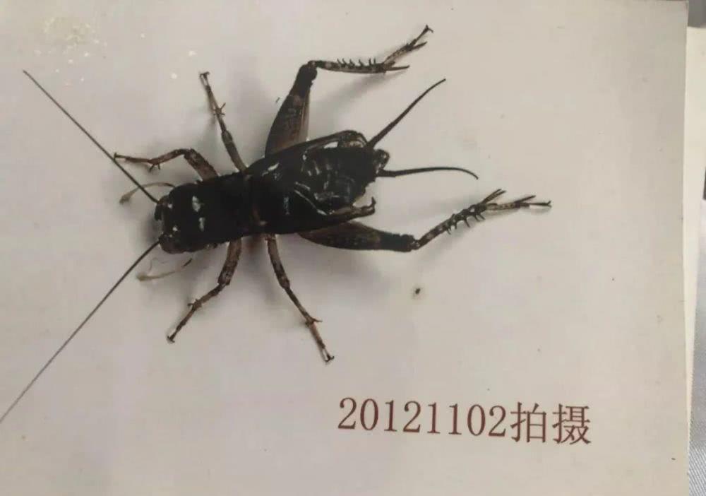 蟋蟀鉴赏:凶悍-黑紫督