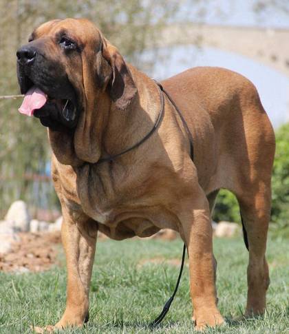 世界上最彪悍的獒犬巴西獒犬霸气逼人